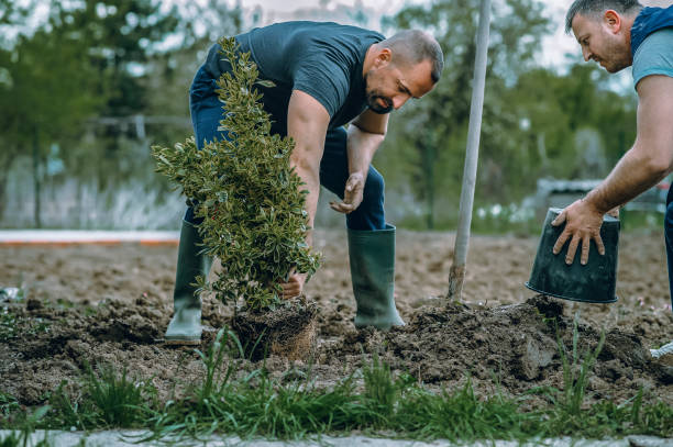 The Steps Involved in Our Tree Care Process in Conway, PA